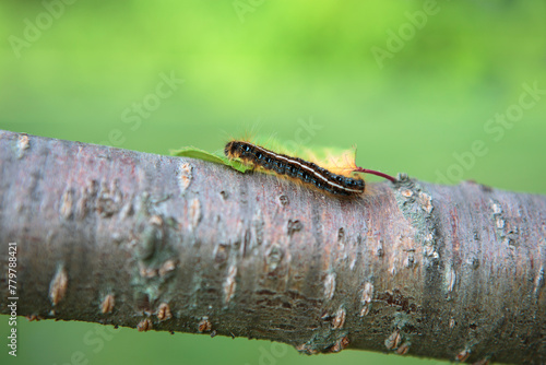 Eastern Tent Moth Caterpillar