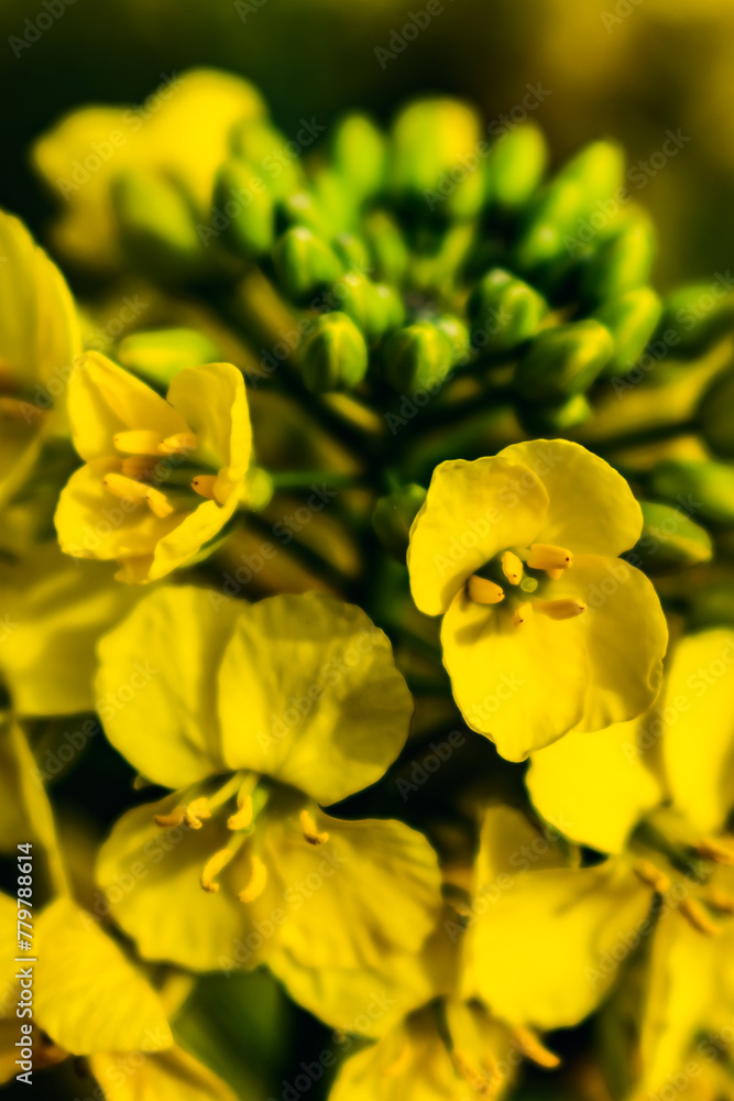 Obraz premium Rapeseed flower in a field at springtime, colza, brassica napus