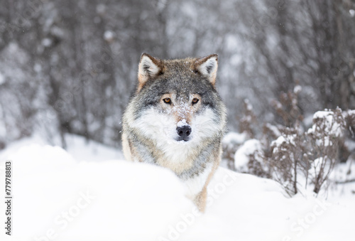 Majestic Wolf in Snowy Scandinavian Wilderness © kjekol