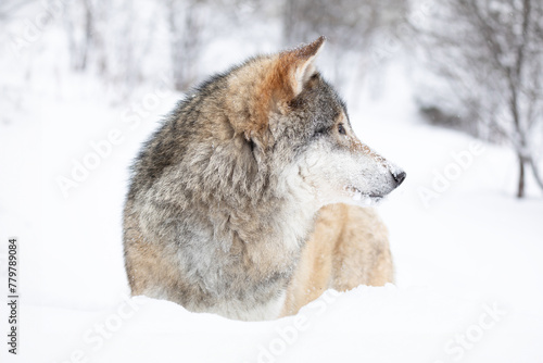 Majestic Wolf in Snowy Scandinavian Landscape