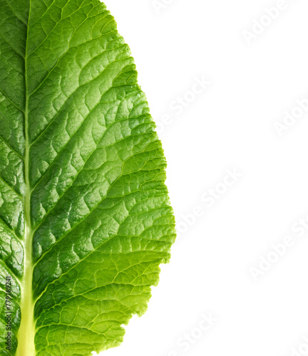 Single green leaf isolated on white background