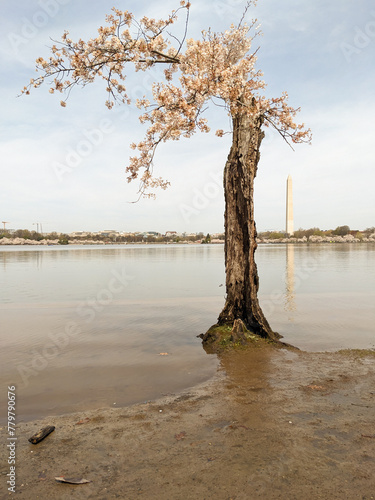 Washington DC Tidal Basin cherry blossom tree Stumpy in bloom.