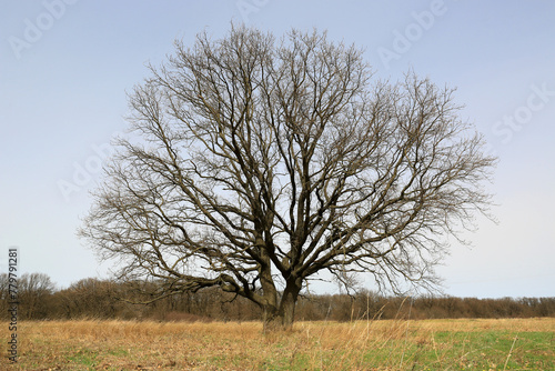big oak tree on meadow