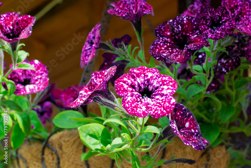 Purple galaxy petunia flowers with spots in a hanging planter outside the country house