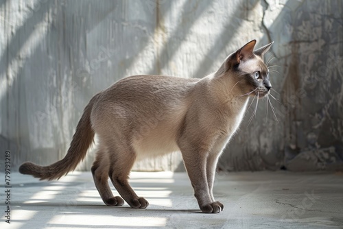 Adorable Burmese Cat Standing and Looking Behind. Grey Kitten Felino, Pet Animal Photography