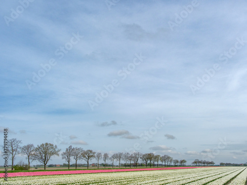 Tulip field - Tulpenveld photo