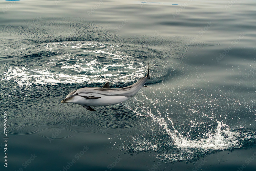 striped dolphin jumping outside the sea - obrazy, fototapety, plakaty 