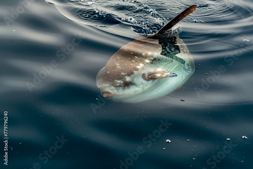 Mola mola sun fish on sea surface while eating velella jellyfish
