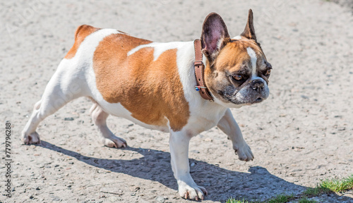 French bulldogs playing at city park. Dog is best human friend. Pet lifestyle