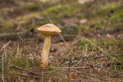 Aureoboletus projectellus mushroom grows in a coniferous forest. Small depth of field