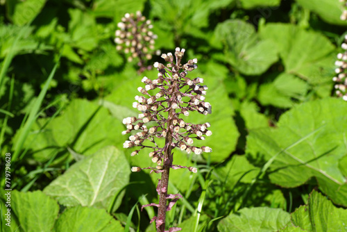 Flowering butterbur, Petasites hybridus. Family Compositae, Asteraceae. Spring, April, Netherlands