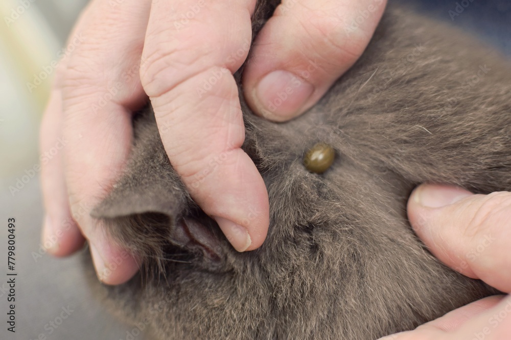 A man found a tick in a cat's fur. A man found a tick in a cat's fur.