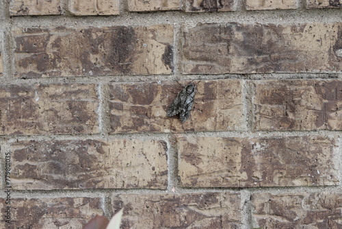 A large cicada attaches to a brick wall in North Texas
 photo