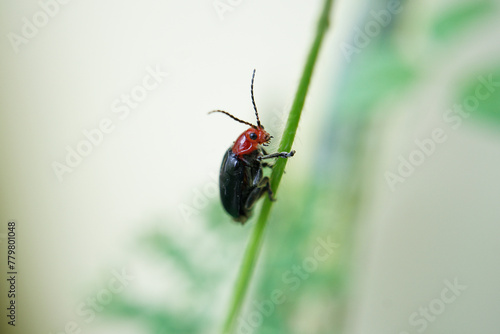 Glossy beetle of the species Asphaera lustrans on a green branch. photo