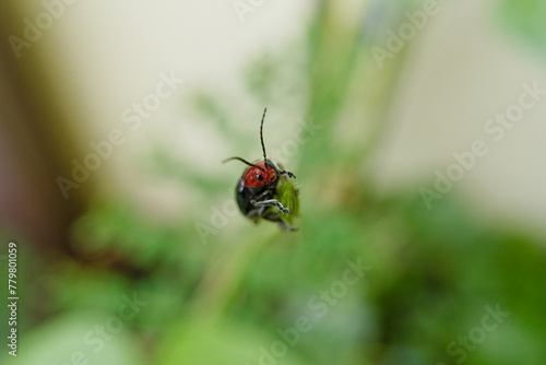 Glossy beetle of the species Asphaera lustrans on a green branch. photo