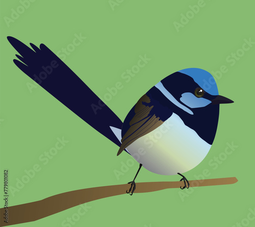 A very cute superb fairy wren bird in the shape of an egg. Green background. The bird sits on a branch.