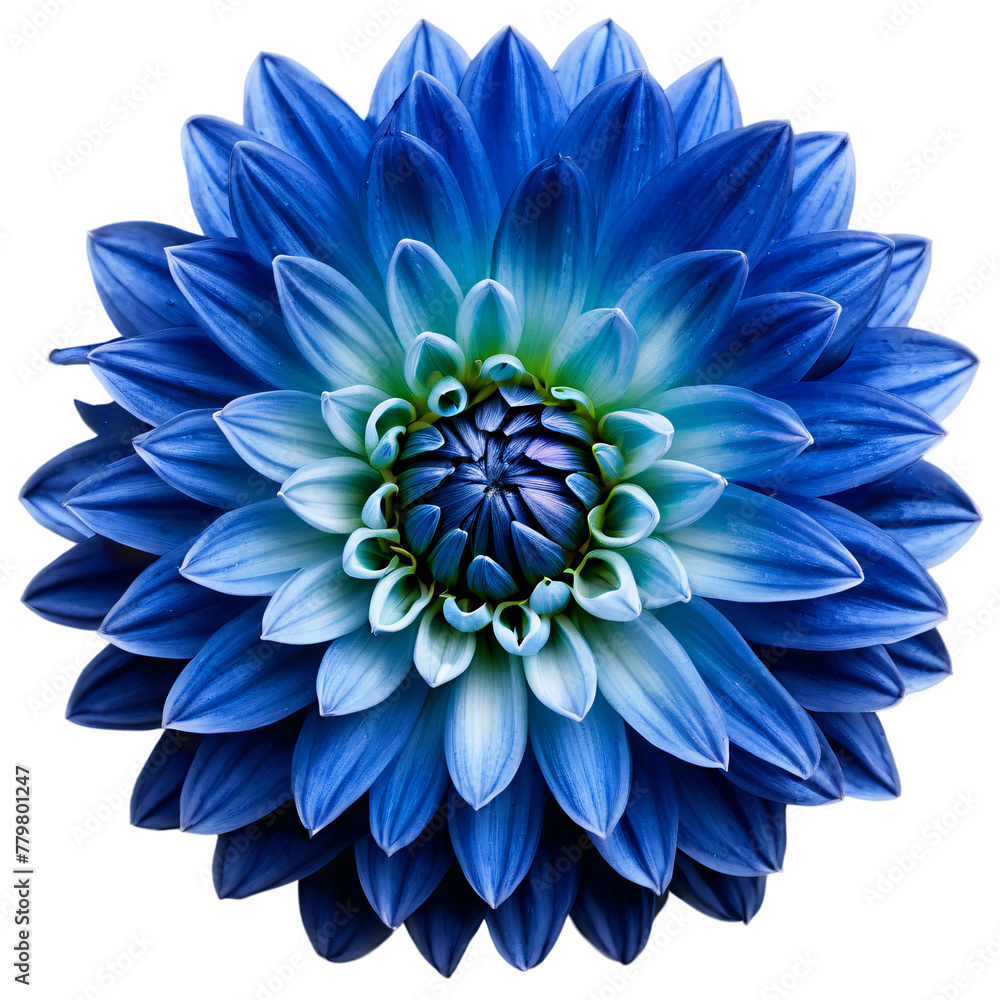 Close-up of a stunning blue dahlia flower with detailed petals isolated transparent background