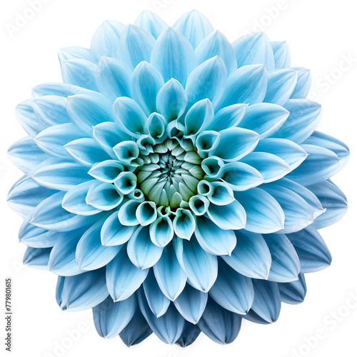 Close-up of a stunning light blue pastel dahlia flower with detailed petals isolated transparent background