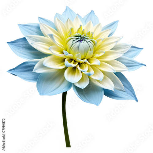 Close-up of a stunning light blue pastel and yellow dahlia flower with detailed petals and stem isolated transparent background