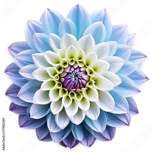 Close-up of a stunning light blue and purple violet dahlia flower with detailed petals isolated transparent background