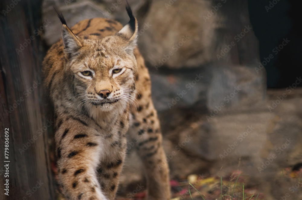 Obraz premium lynx close-up in the zoo looking at the camera