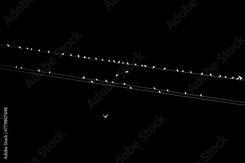 Photography Abstract black and white concept view of a flock of birds sitting on power line