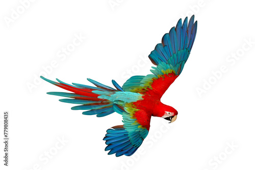 Colorful flying Green Wing Macaw parrot isolated on transparent background png file