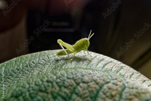 Small green grasshopper of the species schistocerca nitens aegyptium. photo