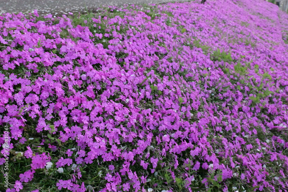 鶴見側の河川敷に生えてた芝桜