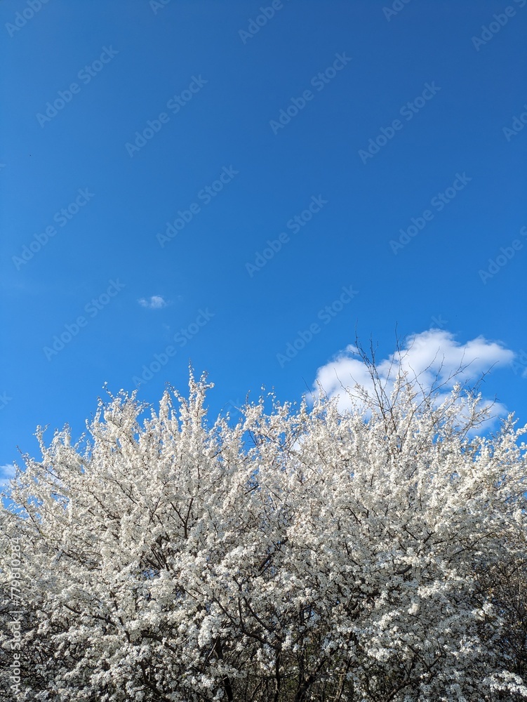 snow covered branches