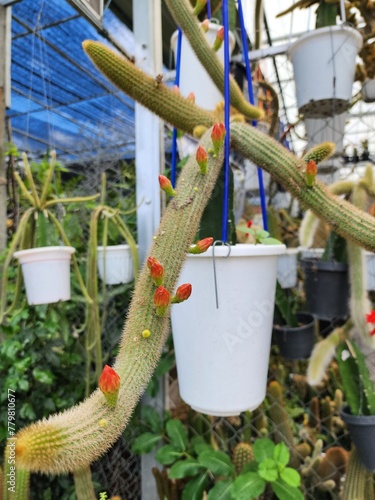 Aporocactus Flagelliformis is a slender cactus. Lots of branches at the base. red-yellow thorns Often crawls and clings to things. red flowers on the trunk photo