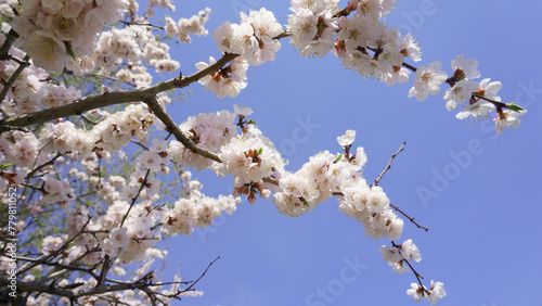 Beautiful blooming apricot branch on a blue sky background. White spring flowers