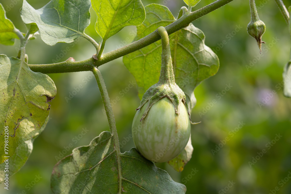 Thai garden and vegetables -
green eggplant on the tree with selective focus. Thai garden and vegetables -
green eggplant on the tree with selective focus.