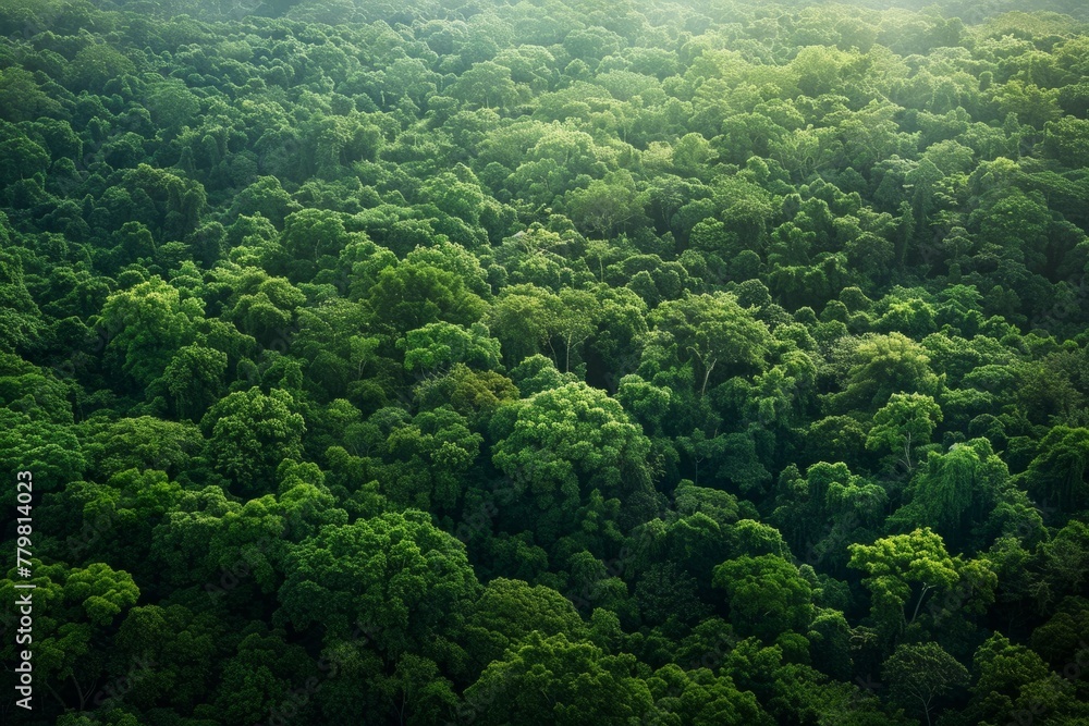 Dense Tree Coverage from Air, Lush Canopy Texture, Nature's Aerial Quilt