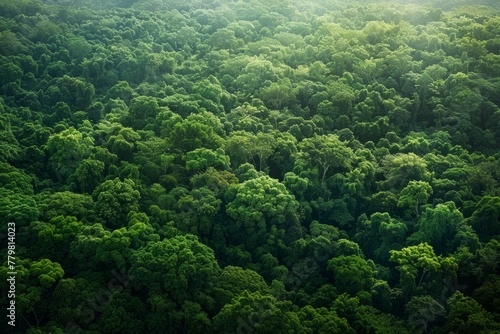 Dense Tree Coverage from Air, Lush Canopy Texture, Nature's Aerial Quilt © Ilia Nesolenyi