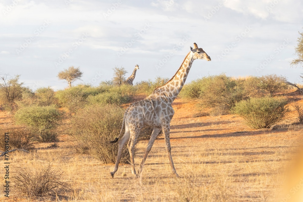 Fototapeta premium Picture of a giraffe in the Namibian savannah during the day