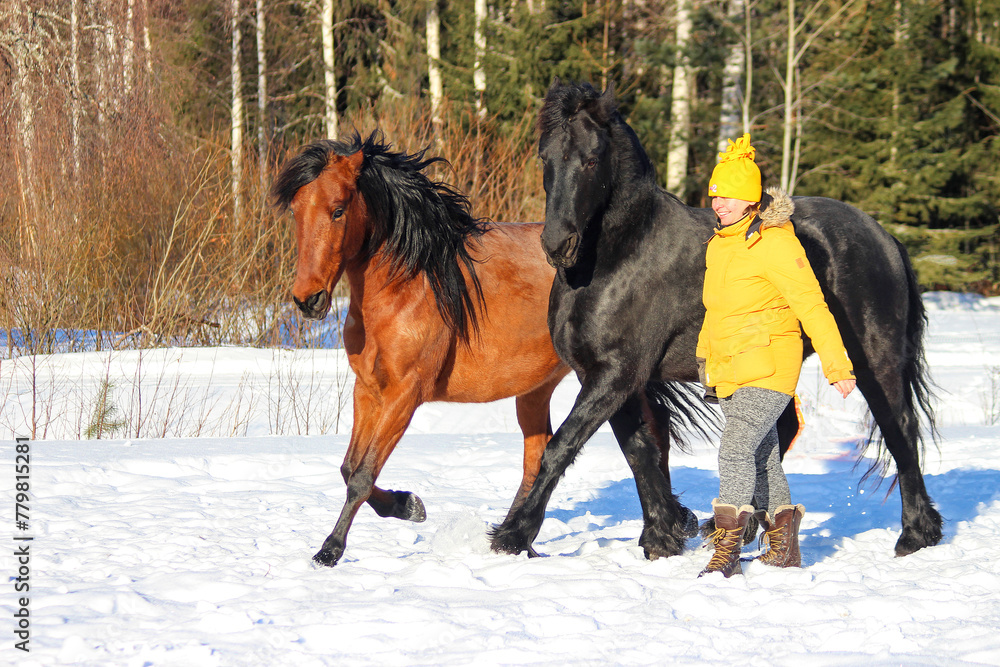 horse in winter, Liberty horses work Liberty synchronously performing a dog trot at the request of a man in a field in winter, horse friends,
