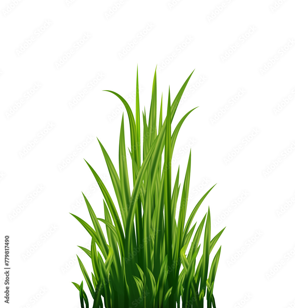 Obraz premium Fresh realistick green grass. Fresh herb: natural, organic, bio, eco label. 