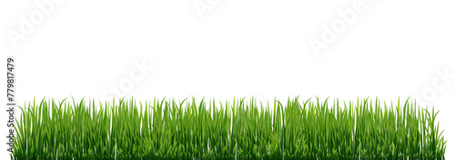 Fresh realistick green grass. Fresh herb: natural, organic, bio, eco label. 