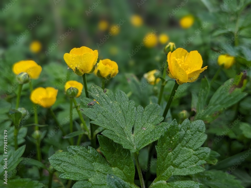 Fototapeta premium yellow flowers in the garden