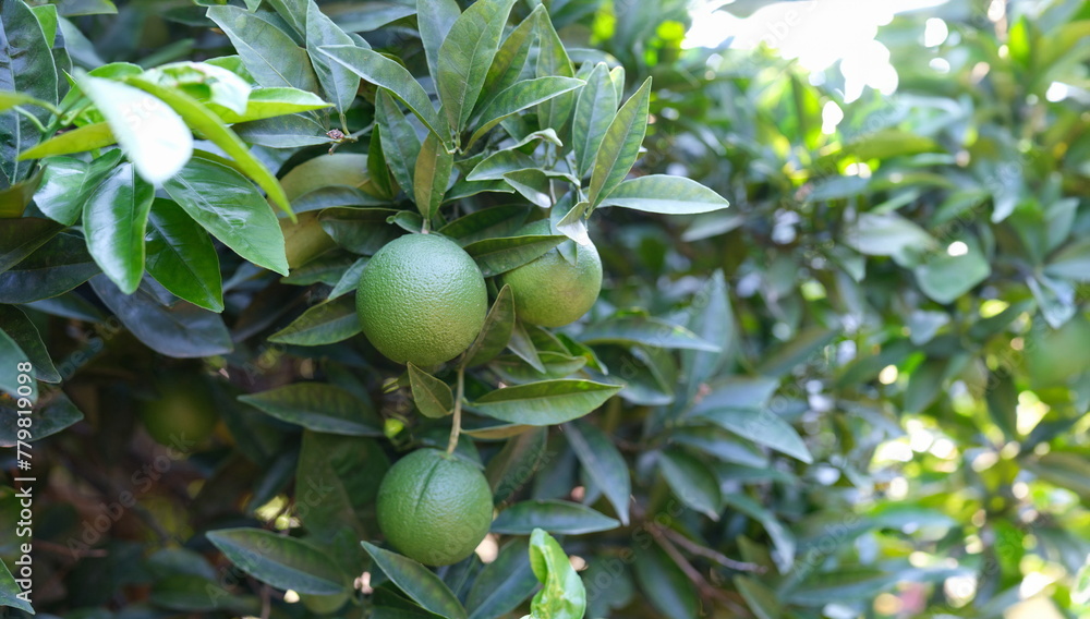 Unripe green tangerine growing on tree. Tropical garden