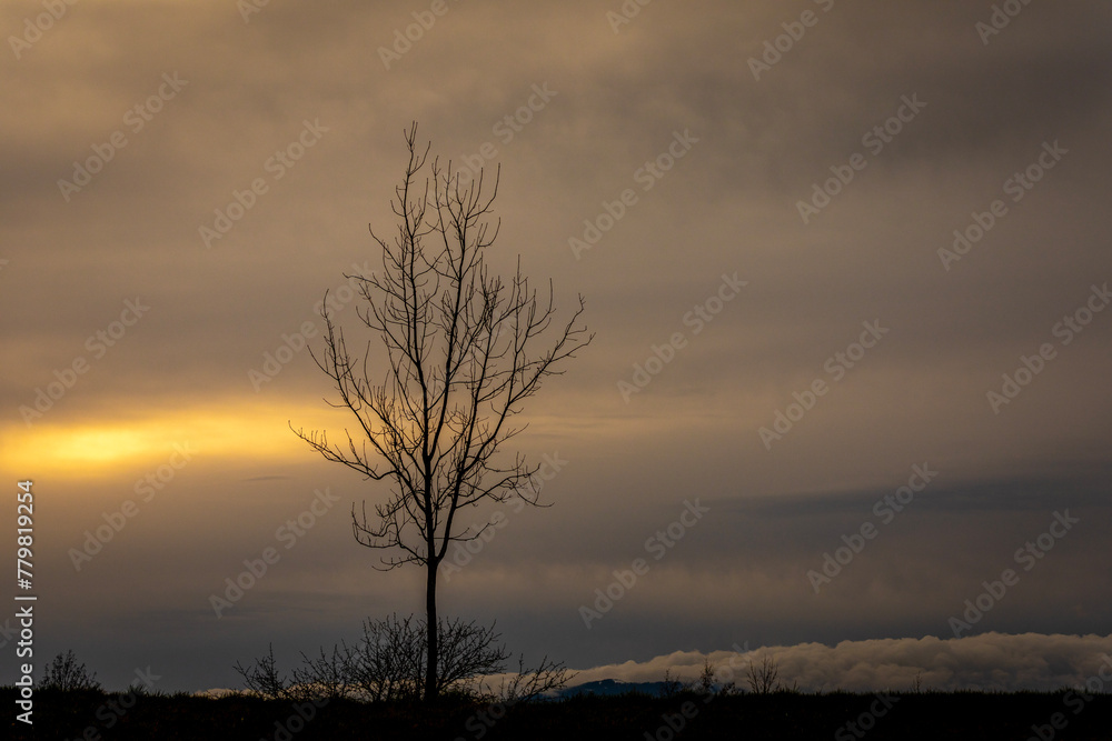 Fototapeta premium l'arbre