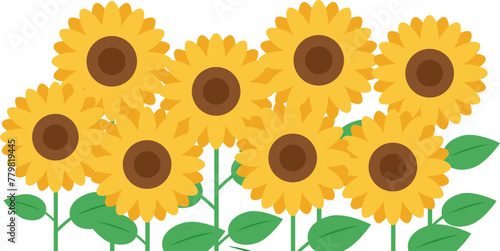 sunflowers frame