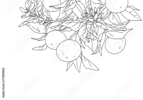 枝付きオレンジのシンプルな線画