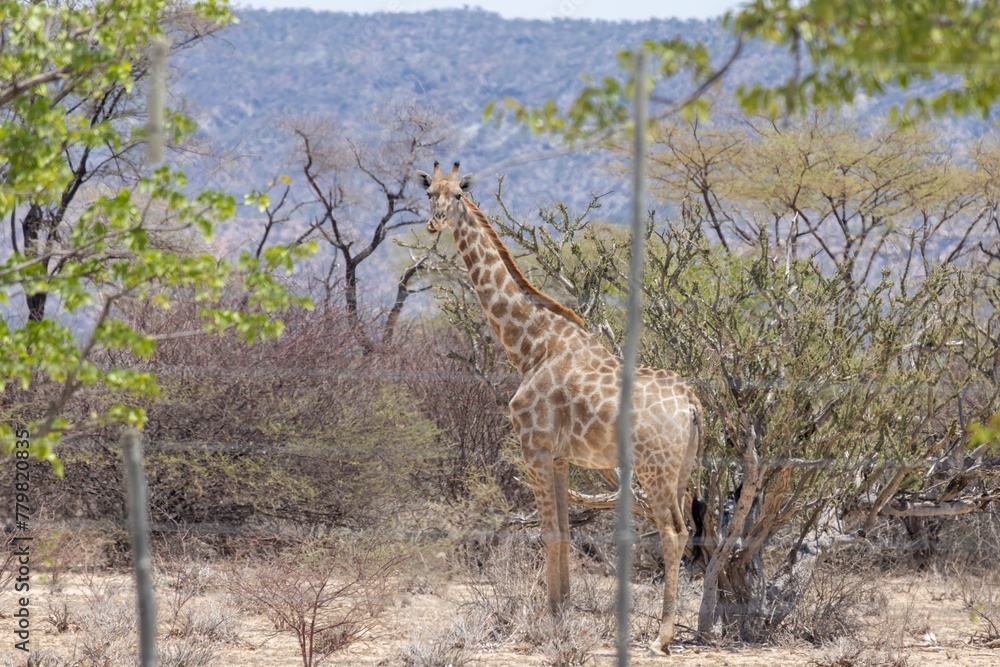Picture of a giraffe in the Namibian savannah during the day Picture of a giraffe in the Namibian savannah during the day