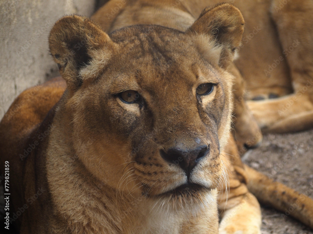 Naklejka premium 動物園のライオン
