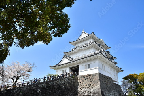 小田原城天守閣と桜