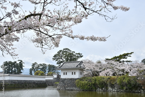 小田原城址公園　隅櫓　桜　小田原城