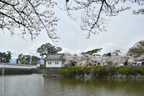 小田原城址公園　隅櫓　桜　小田原城