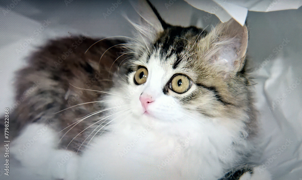 Fototapeta premium portrait of a cat